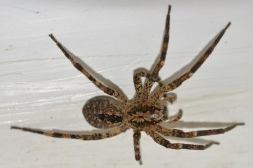 Réf. 280 417 : Zoropsis spinimana